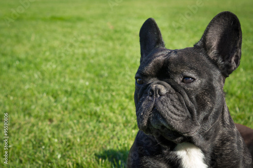 Fototapeta Naklejka Na Ścianę i Meble -  Male french bulldog is sitting on the green grass with serious look. Space on left side.
