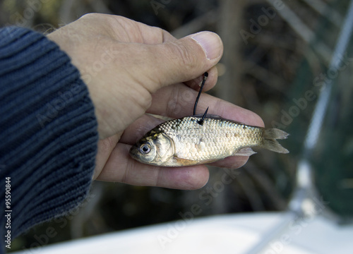 A live bait for pike fishing