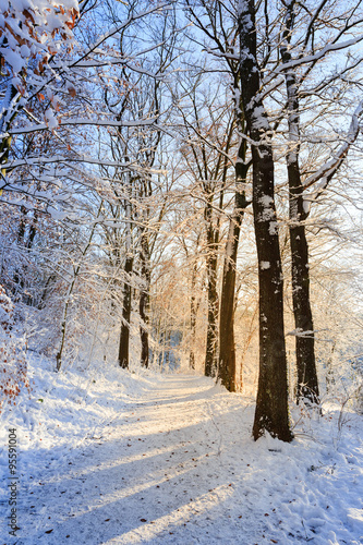 Winterwald photo