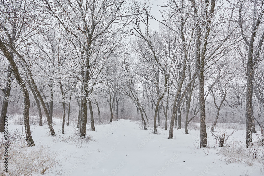 Beautiful winter landscape Beautiful winter landscape