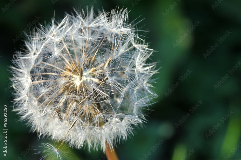 Naklejka premium Dandelion - seeds