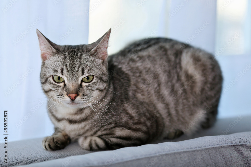 Beautiful cat near window close-up