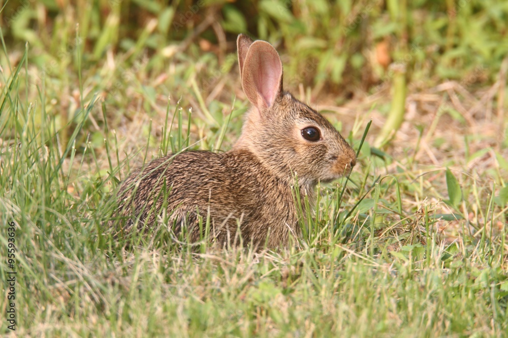 Eastern Cottontail Rabbit (Sylvilagus floridanus) Eastern Cottontail Rabbit (Sylvilagus floridanus)