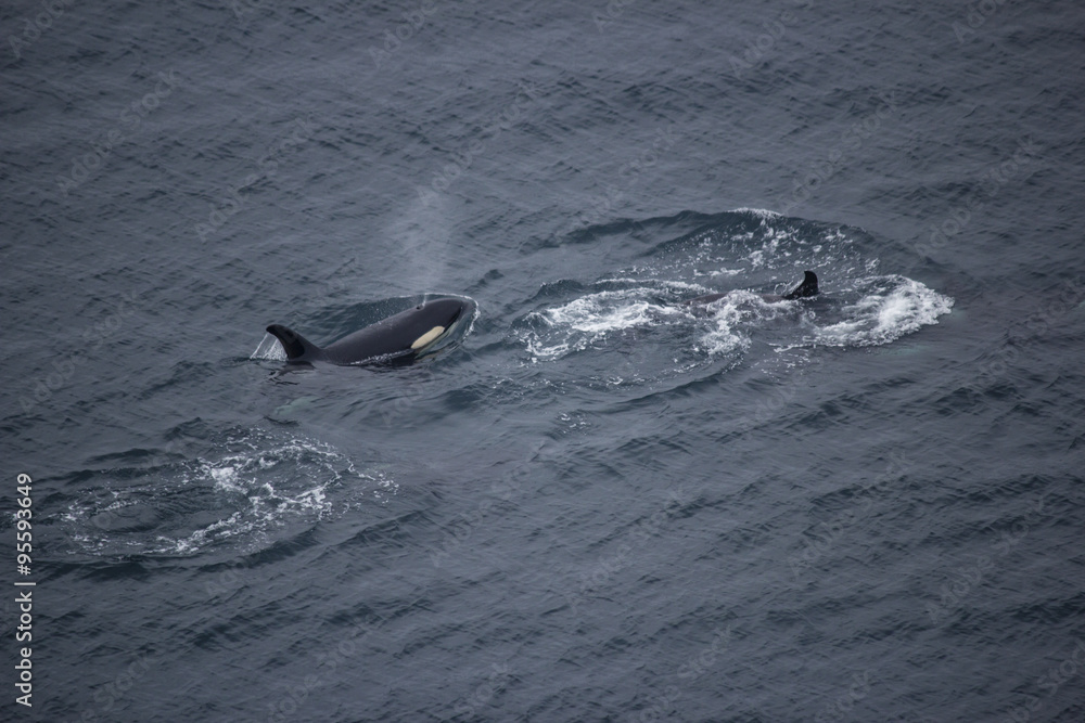 Naklejka premium Aerial of Orca Pod Swimming