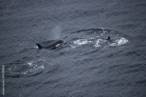 Aerial of Orca Pod Swimming