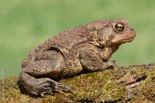 Female American Toad (Bufo americanus)