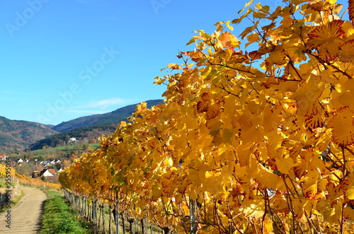 weinberg badenweiler im herbst photo