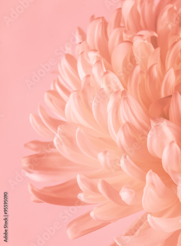 Close up curved petals of flowering chrysanthemum, toned with pinks and corals