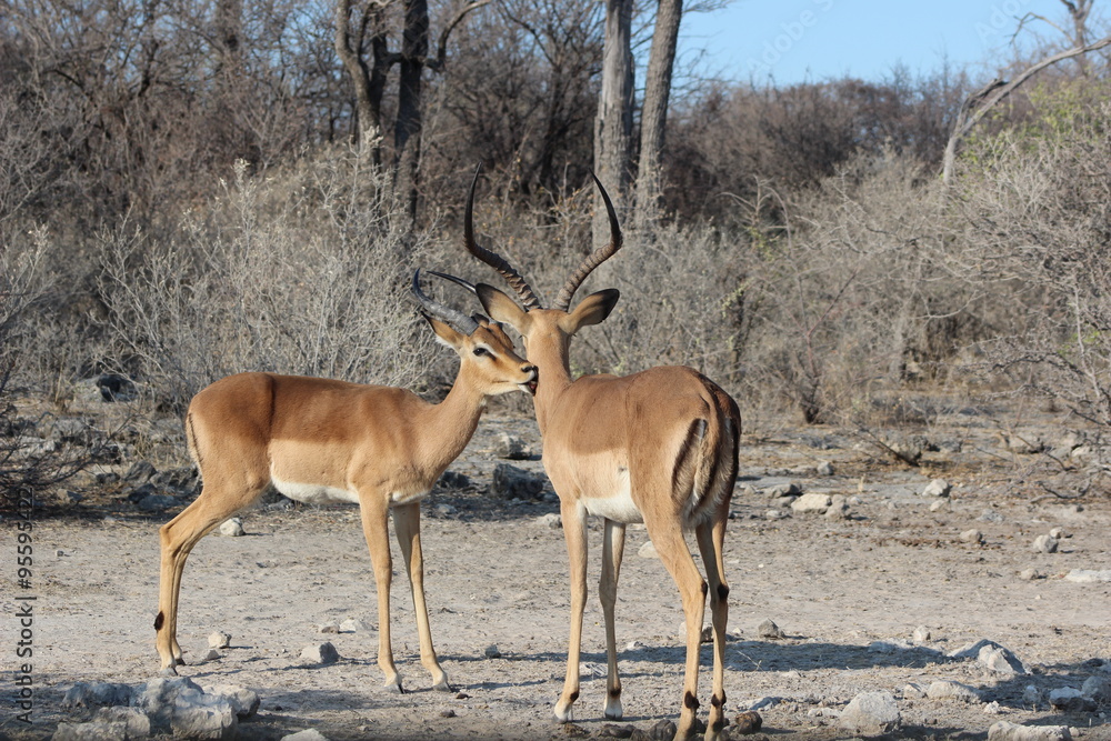 Naklejka premium Antilopen