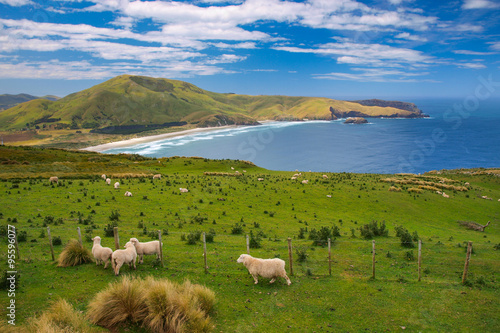 Sheep New Zealand