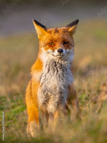 Red fox sitting © creativenature.nl