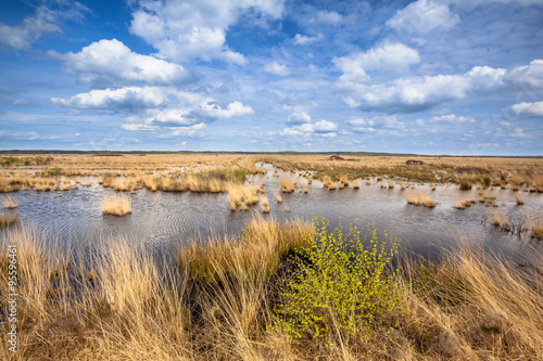 Raised bogs swamp Landscape