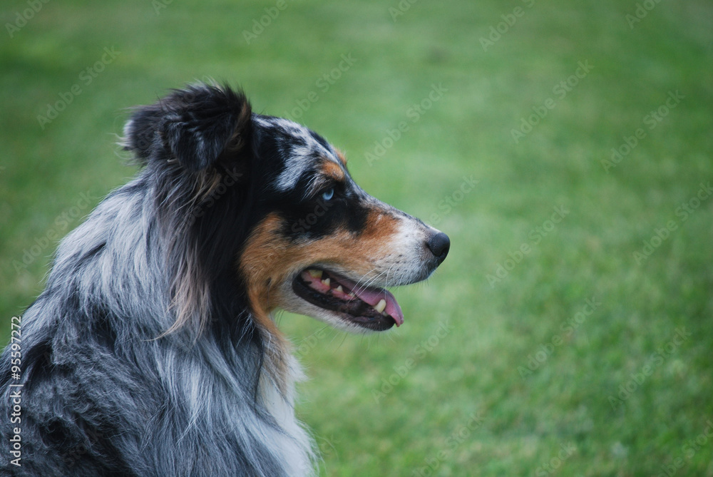 Blue-eyed Aussie/Merle colored blue-eyed australian shepherd in profile against a grassy background. Blue-eyed Aussie/Merle colored blue-eyed australian shepherd in profile against a grassy background.