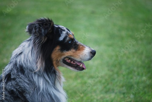 Blue-eyed Aussie/Merle colored blue-eyed australian shepherd in profile against a grassy background.