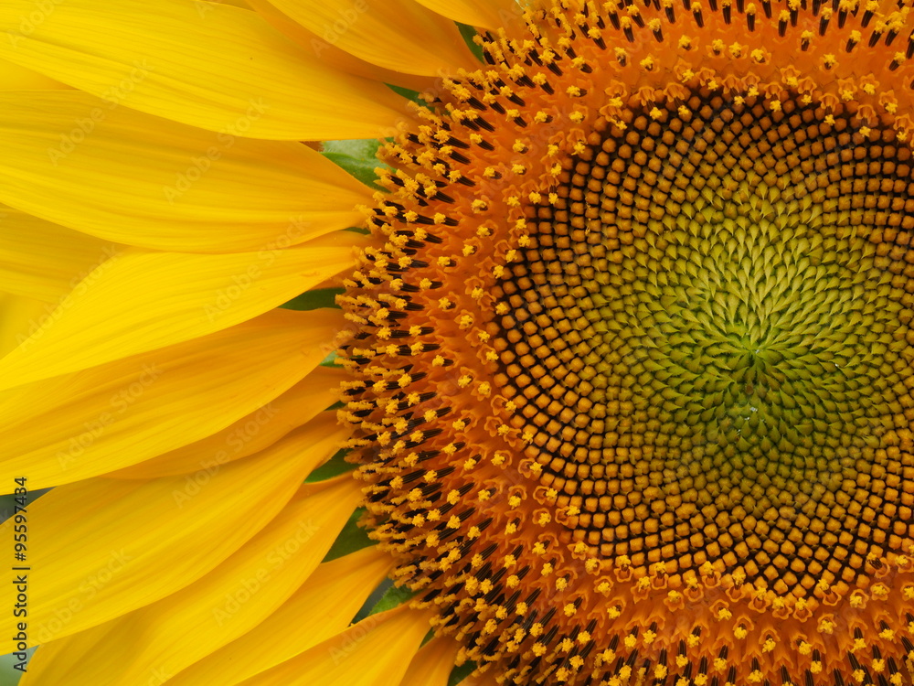 Naklejka premium Closeup sunflower nature background