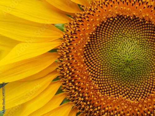 Fototapeta Naklejka Na Ścianę i Meble -  Closeup sunflower nature background
