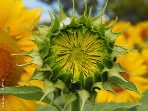 Fototapeta Naklejka Na Ścianę i Meble -  closeup sunflower nature background