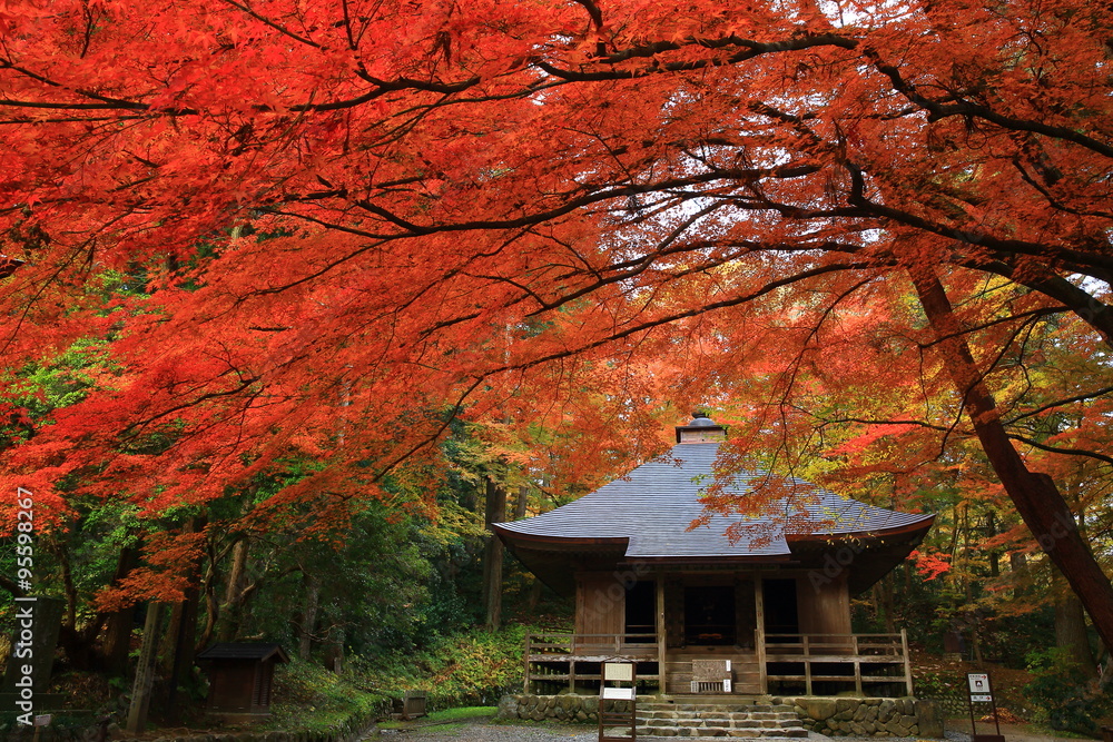 世界遺産　平泉 中尊寺の紅葉