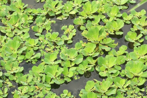 Green duckweeds water plant