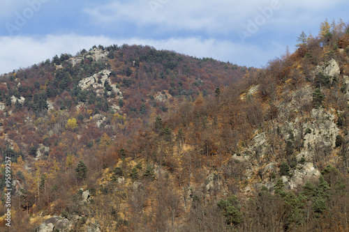 Mountain forest