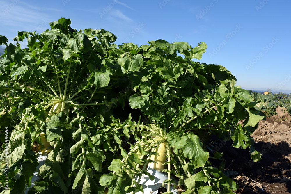 Japanese radish field Japanese radish field