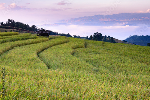 Terraced rice field with mountain background.