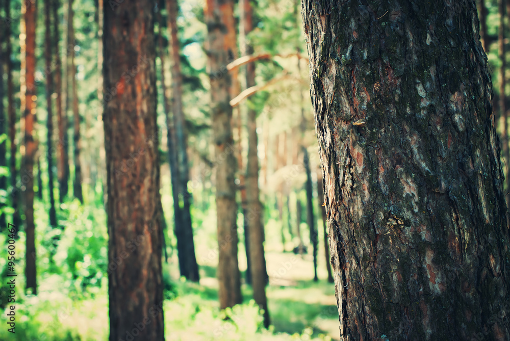 Coniferous Pine Forest with Sunlight through the Trees