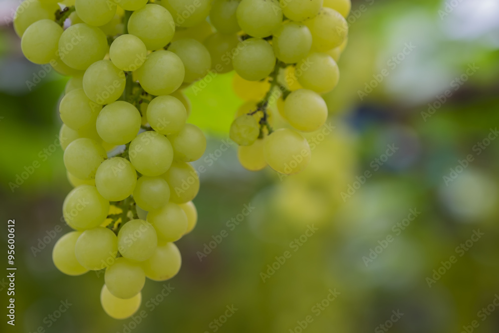 Fresh green grapes on vineyards Tak ,Thailand. Fresh green grapes on vineyards Tak ,Thailand.