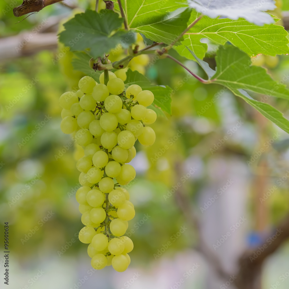 Fresh green grapes on vineyards Tak ,Thailand. Fresh green grapes on vineyards Tak ,Thailand.