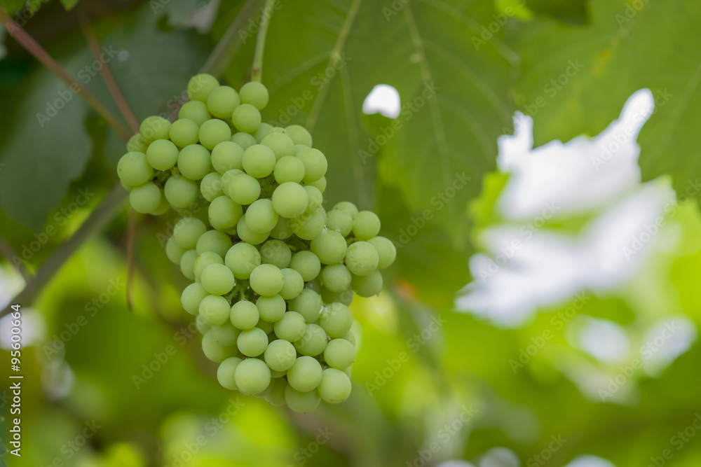 Young green grapes on vineyard Tak ,Thailand. Young green grapes on vineyard Tak ,Thailand.