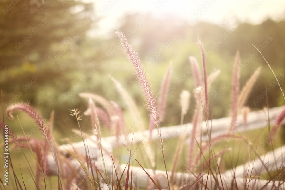 Fototapeta premium Beautiful grass flower with sunset background.