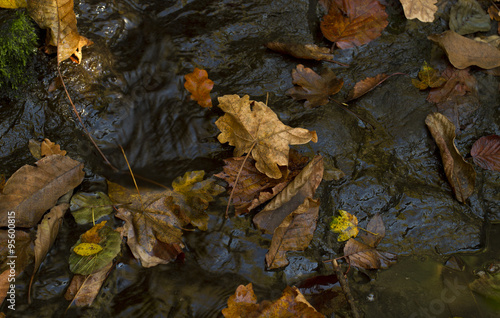leaves covered by water
