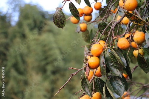 Japanese persimmon photo