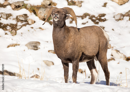 Bighorn Sheep - Talking.