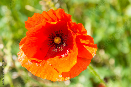 Wild red poppy flower on green meadow