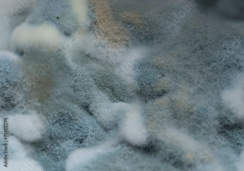 Texture of blue mold. Macro view  © Wisky