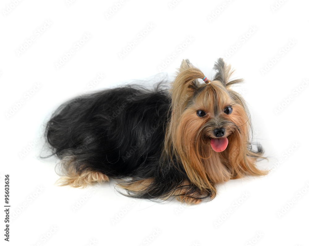 yorkshire terrier isolated on white yorkshire terrier isolated on white
