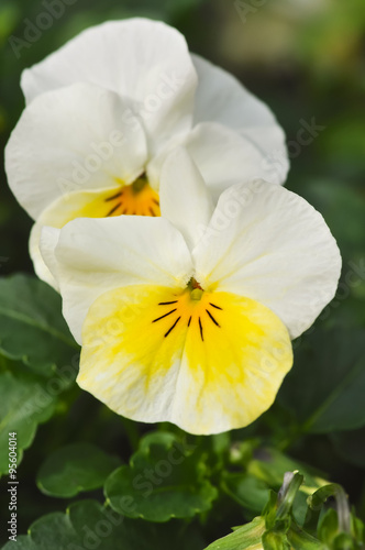 Violas Yellow White © rgillen
