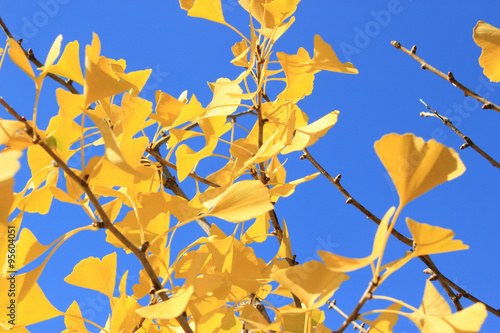 Fall ginkgo tree golden yellow leaves on blue sky background
