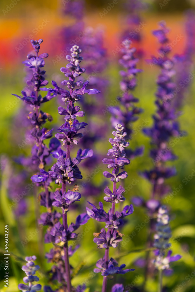 Obraz premium Purple Lavender plant ,Lavandula angustifolia