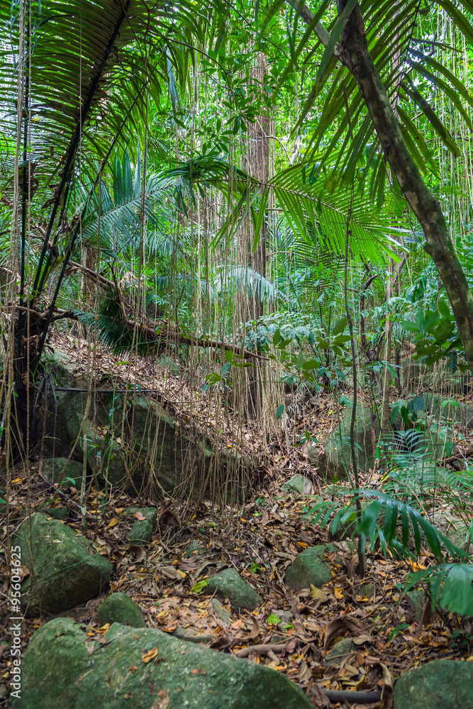Naklejka premium Wild tropical jungle
