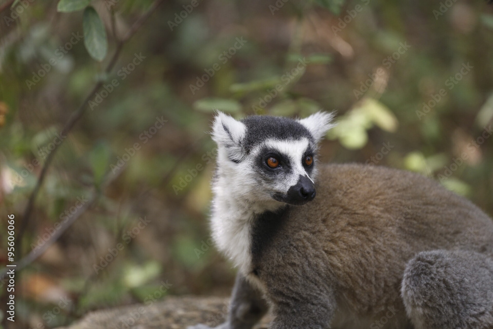 Ring tailed lemur portrait in the jungle in Madagascar Ring tailed lemur portrait in the jungle in Madagascar