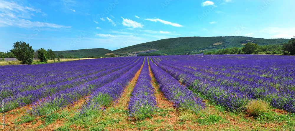 Fototapeta premium Francia, campo di lavanda.