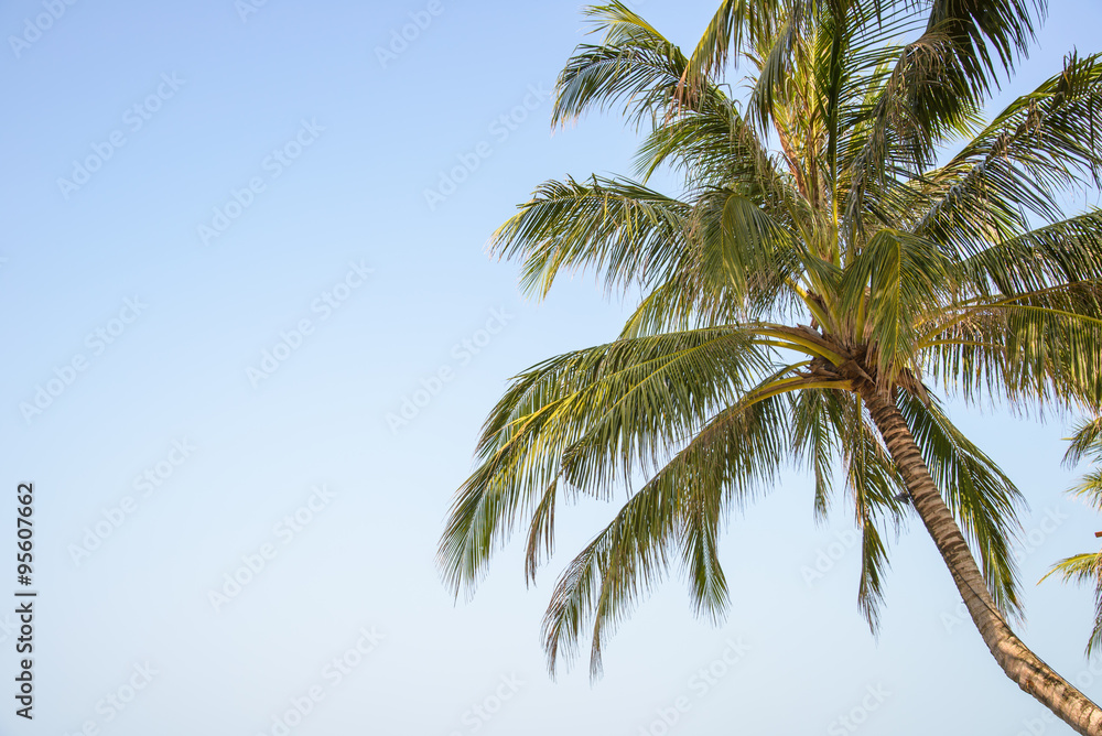 coconut on blue sky coconut on blue sky