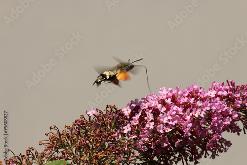 Taubenschwänzchen photo