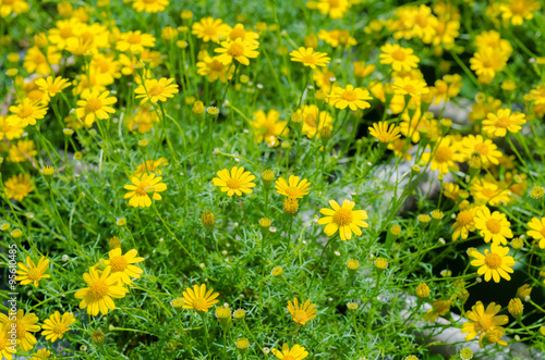 Close up yellow flower