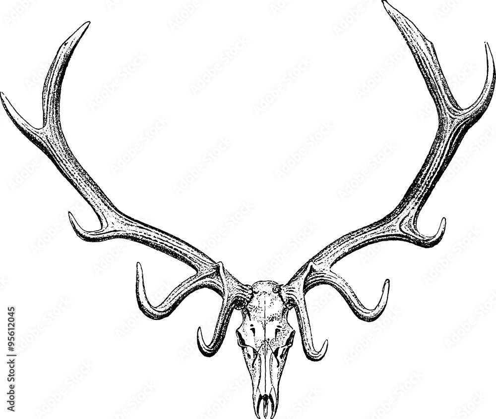 Obraz Vintage drawing stag horn