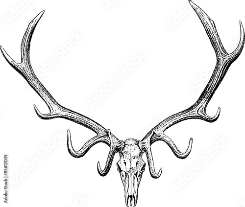 Vintage drawing stag horn  photo