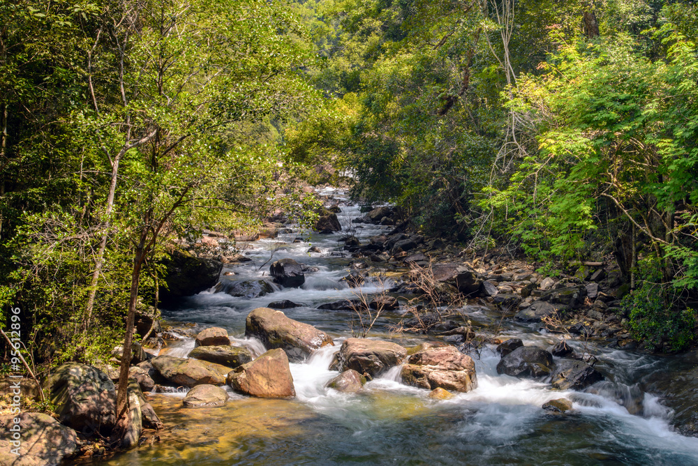 Stream in forest, Nature rill flow Stream in forest, Nature rill flow