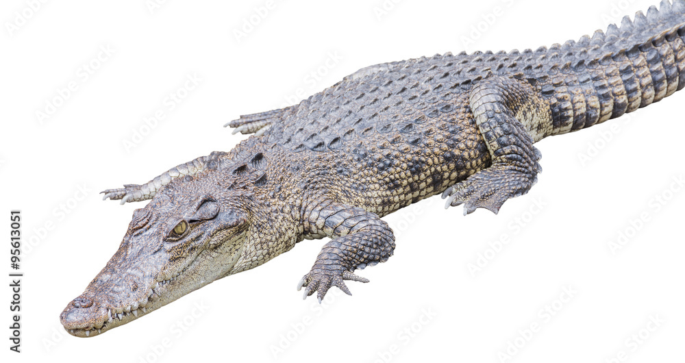Fototapeta premium Crocodile Isolated on White Background